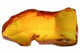 Detailed Fossil Beetle (Coleoptera) in Baltic Amber #173635-1